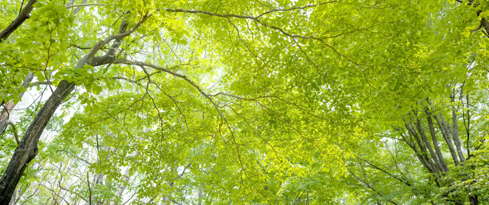 こころの森クリニック船堀